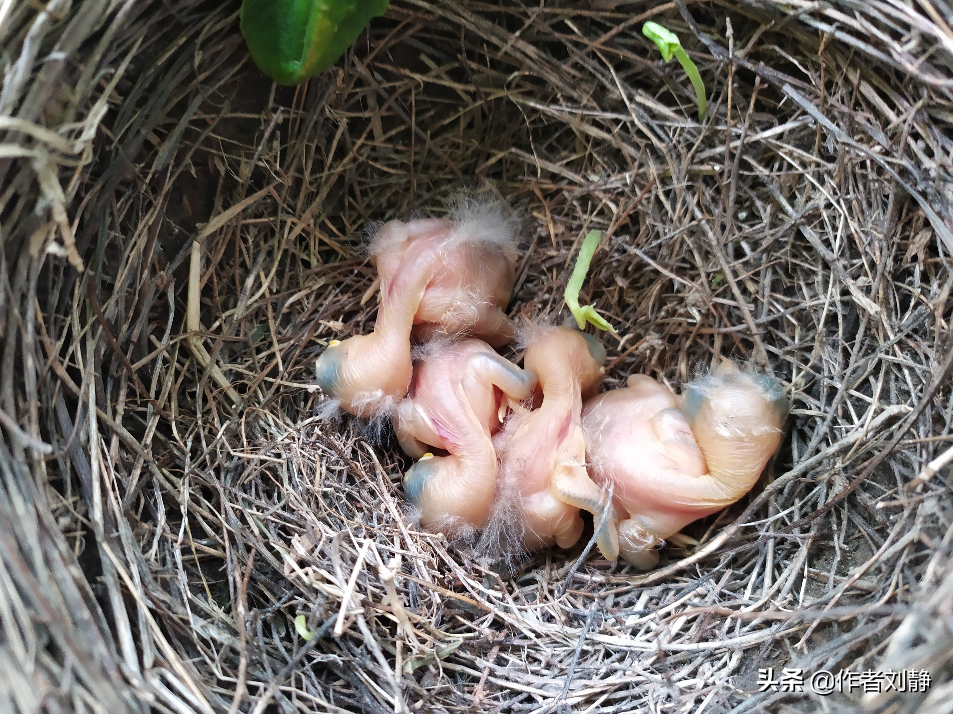 乌鸫鸟来我家筑巢育仔的故事(日记)