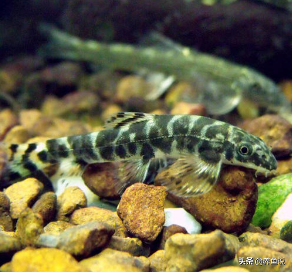 性格温顺又能清洁鱼缸的3种原生鱼-哪种鱼可以清洁鱼缸 - 114知识网