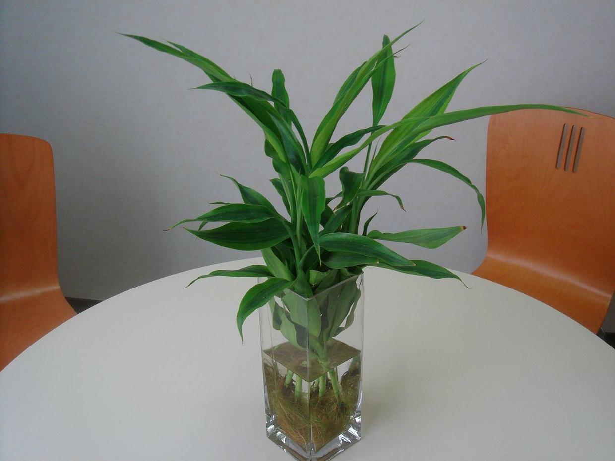 植物水培叶子呼呼地变黄,就连根的颜色都变了,这可怎么办?