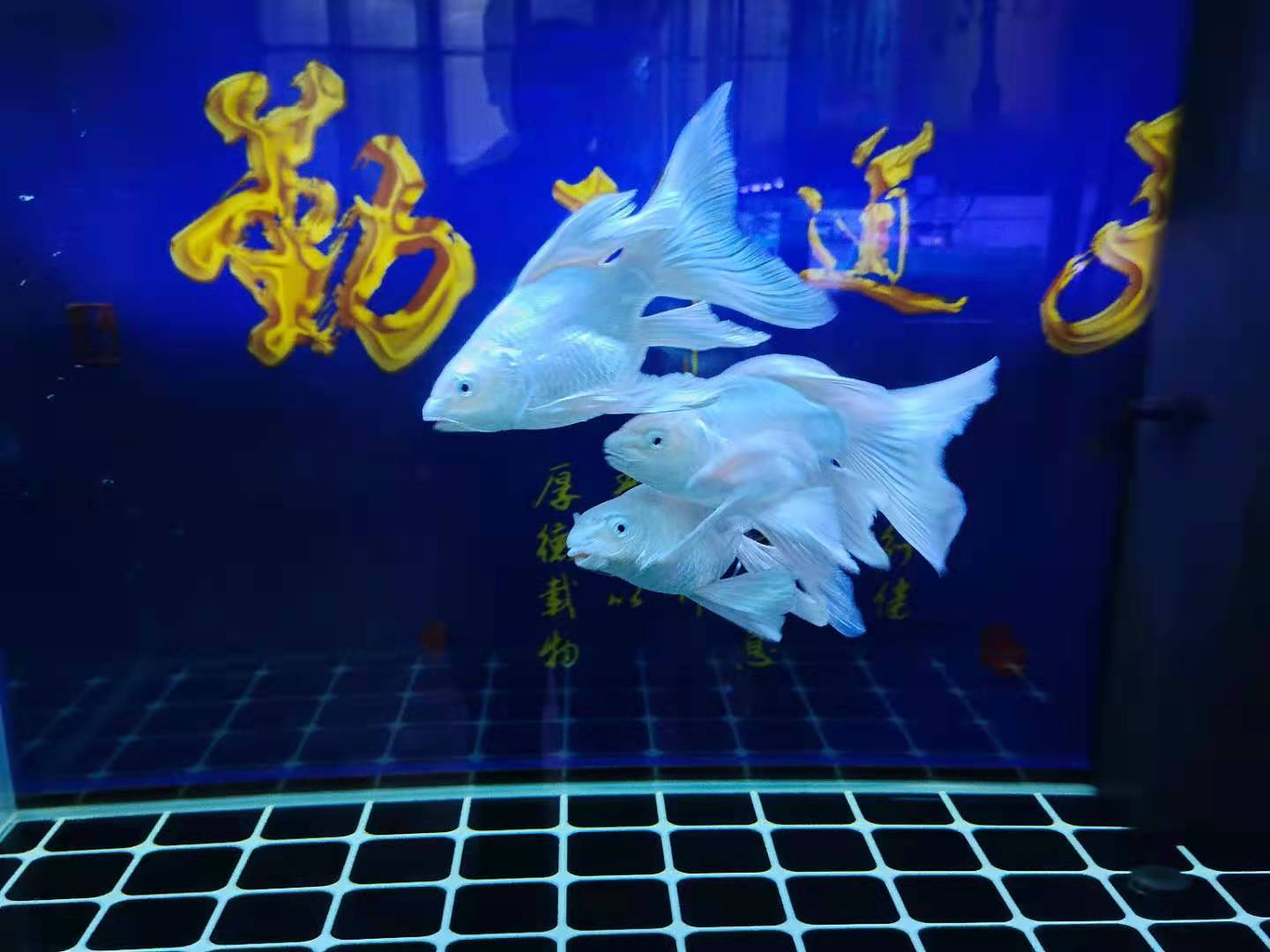 养鱼无定法，自得其乐真谛：一切凭心方能成就精美水族世界