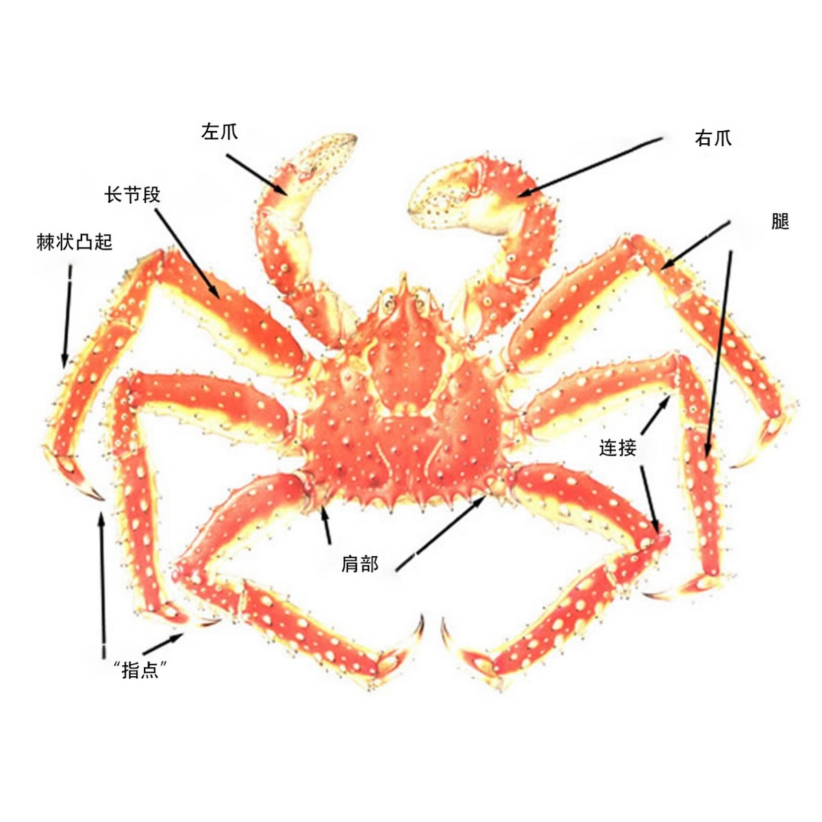螃蟹内脏 解剖图图片