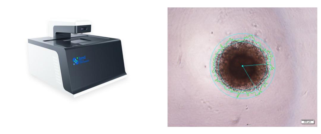 体外构建高仿真肿瘤，AI自动分析转移能力丨专访东大医械院陈早早