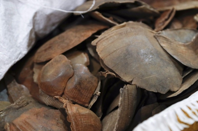 中药穿山甲的价格(男子收购穿山甲鳞片治病) - 价格百科