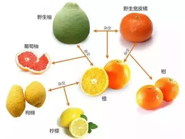 如何分辨柑、橘、桔？