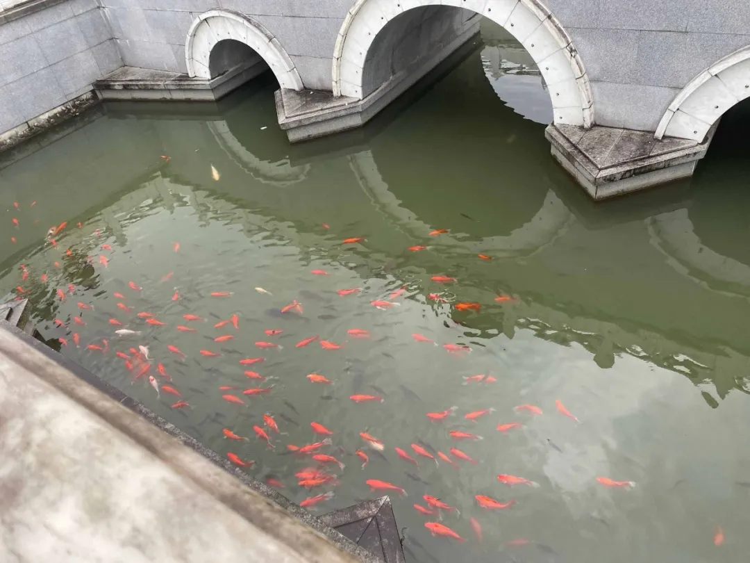 劝君不吃四月鱼，不打三春鸟。不求点赞，但求转发，功德无量