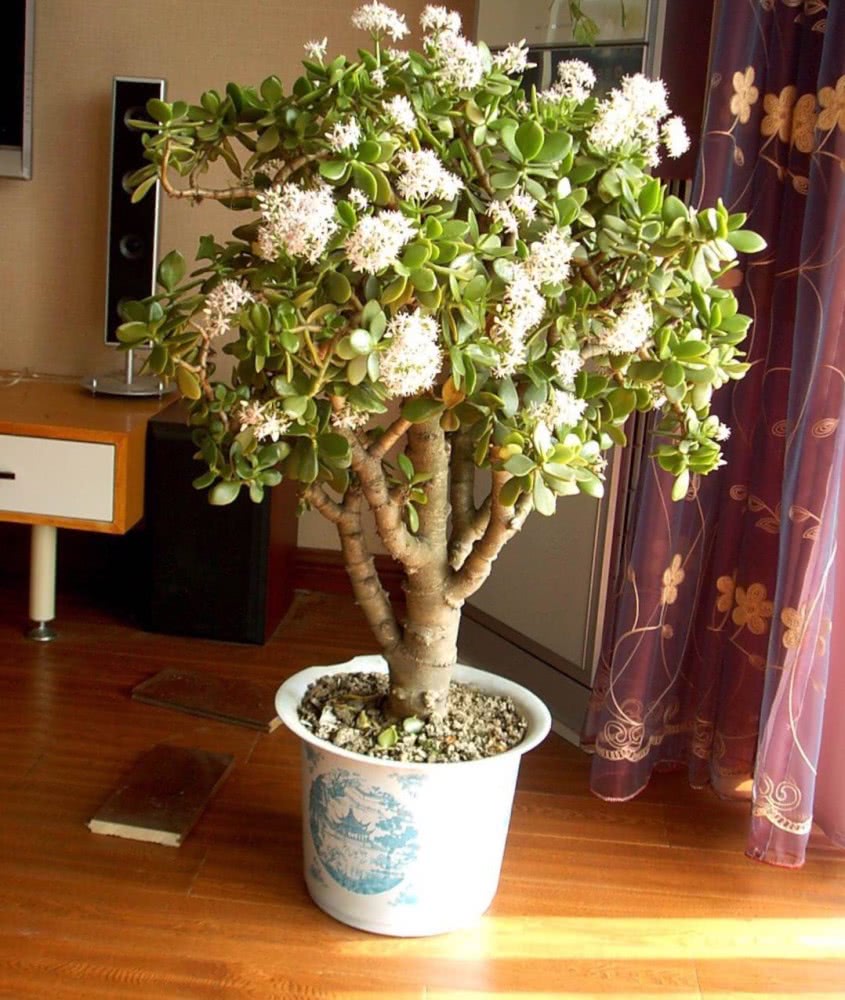 玉树,十分适合打造成老桩盆景,养好了,枝干粗壮,还能开出粉白或是白色