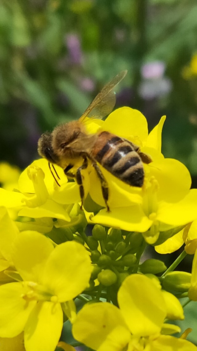 《咏蜂》【明】王锦纷纷穿飞万花间,终生未得半日闲.