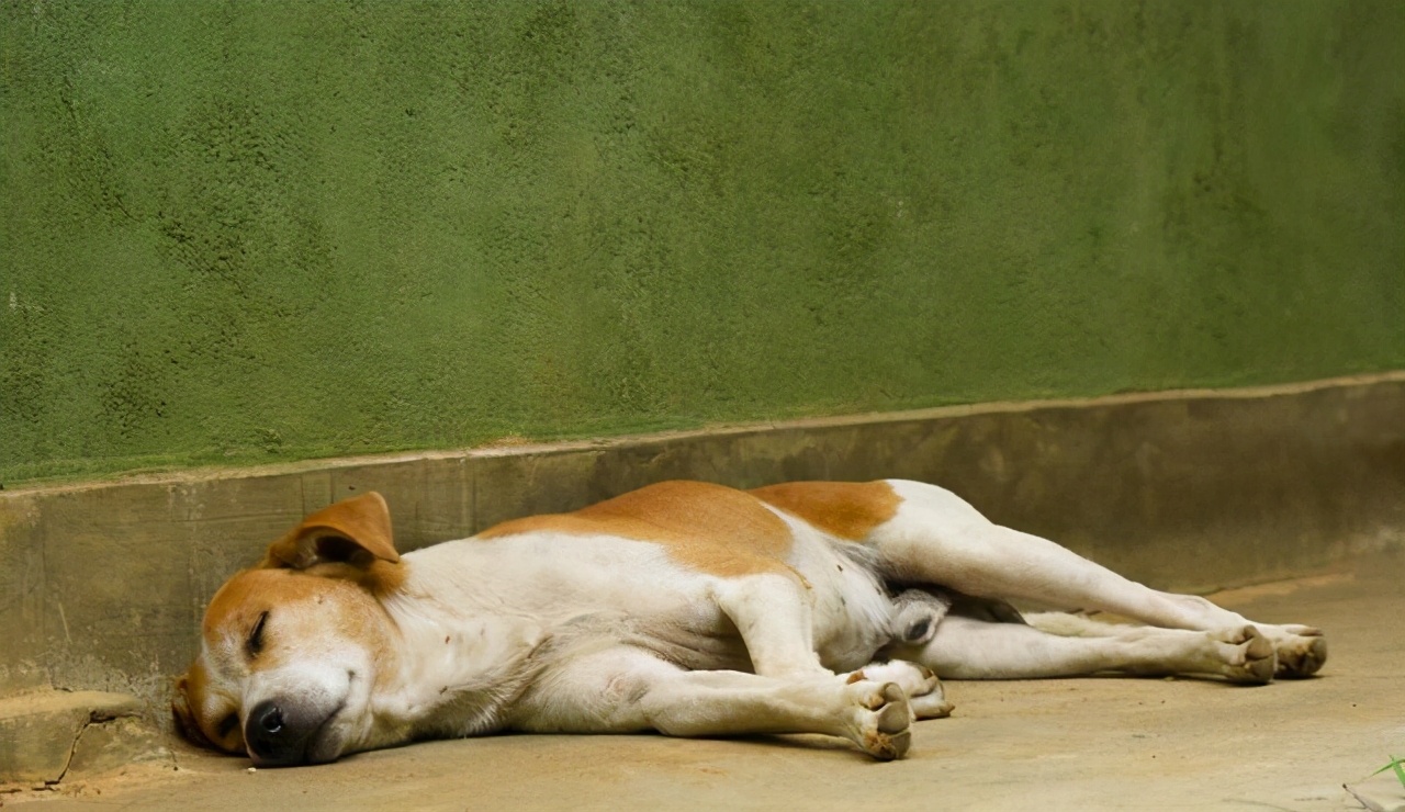 狗狗的睡姿决定了狗狗的性格，您家狗是哪种睡姿？