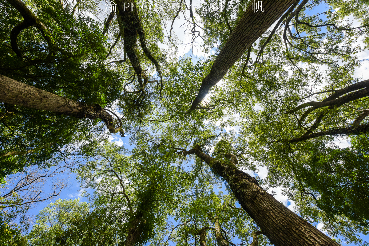 广东的国家森林乡村隐于珠三角后花园的古香樟林至今鲜为人知