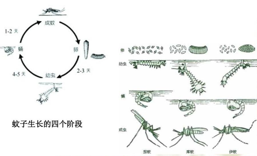 “蚊子杀手”食蚊鱼，一天吃五百只蚊子，却被多国认定为入侵物种