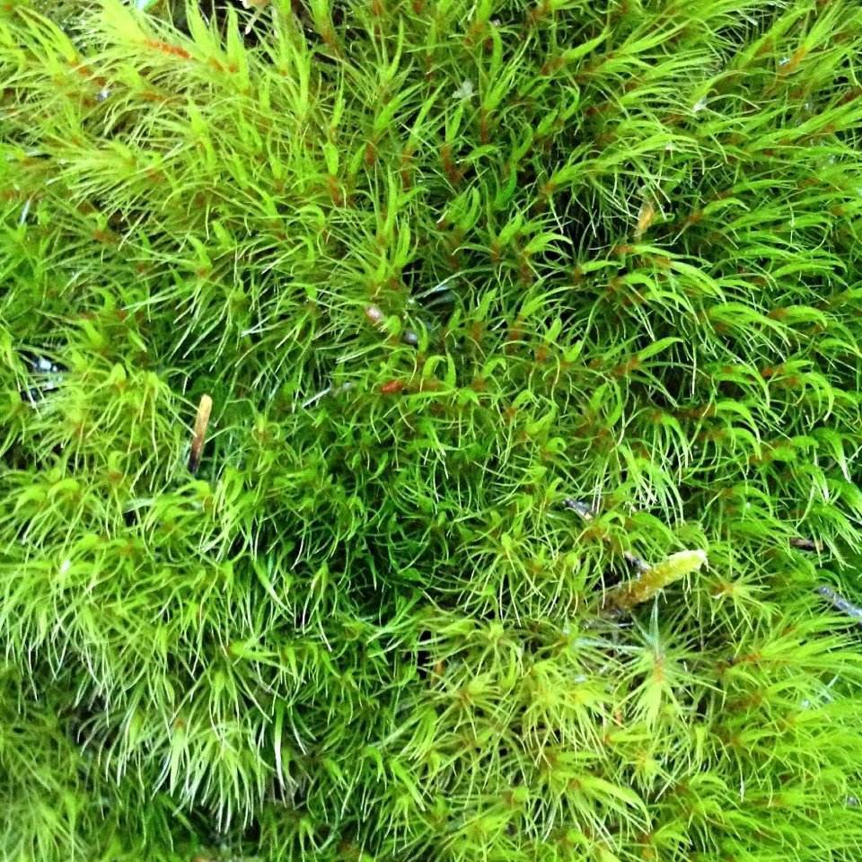 爱尔兰苔草怎么养小技巧「精心整理」 -骁龙网