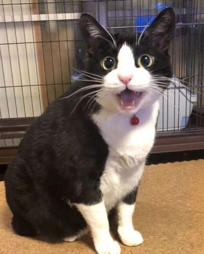 奶牛猫的性格特点（牛奶猫的六个性格特点）