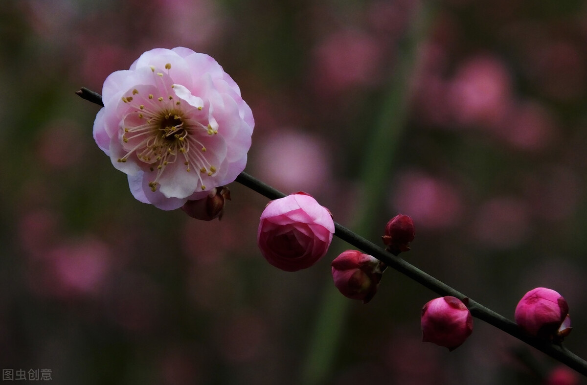 正月花神 梅花 一 壽陽公主梅花妝 天天看點