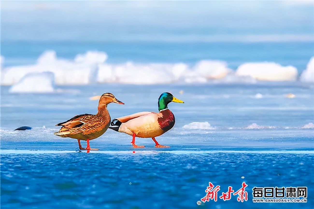 保护生物多样性 | 春日 陇上处处闻啼鸟