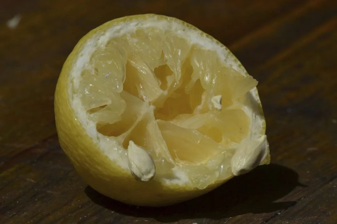 柠檬籽怎么种才能发芽（教你用种子培育柠檬盆栽）