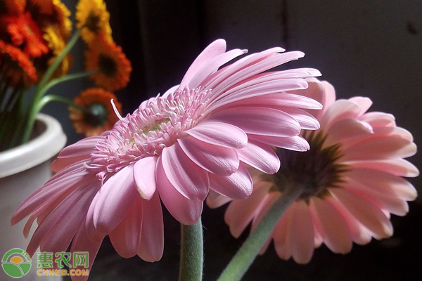 非洲菊花语（粉色非洲菊的花语介绍和种植方法）