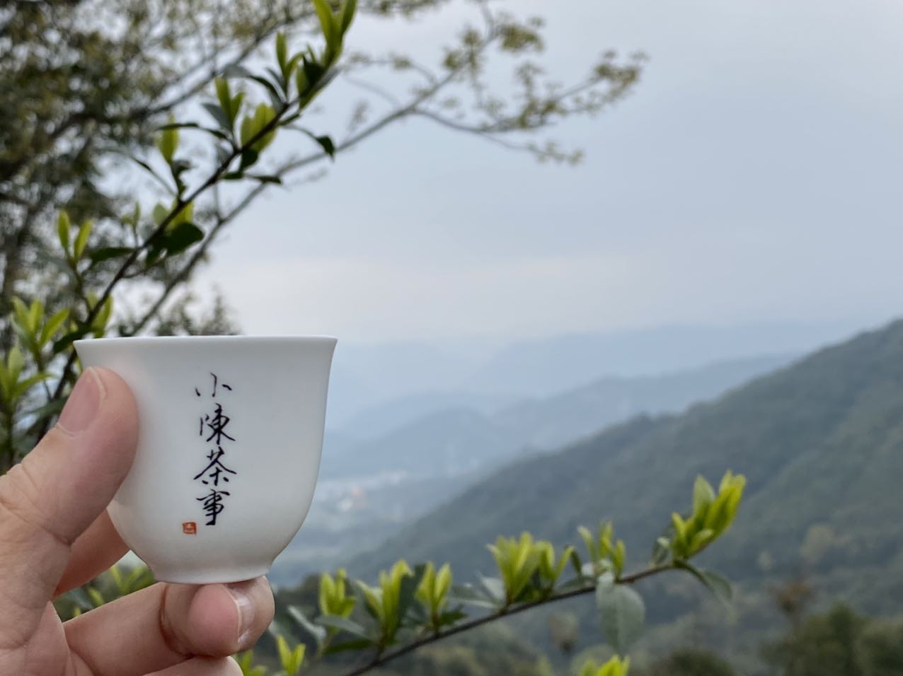 如何辨别白茶优劣？新白茶带涩是否正常？