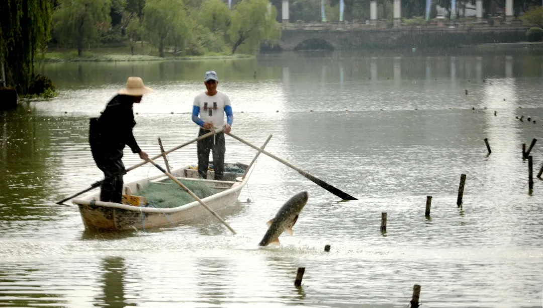 金职喊你免费吃鱼啦