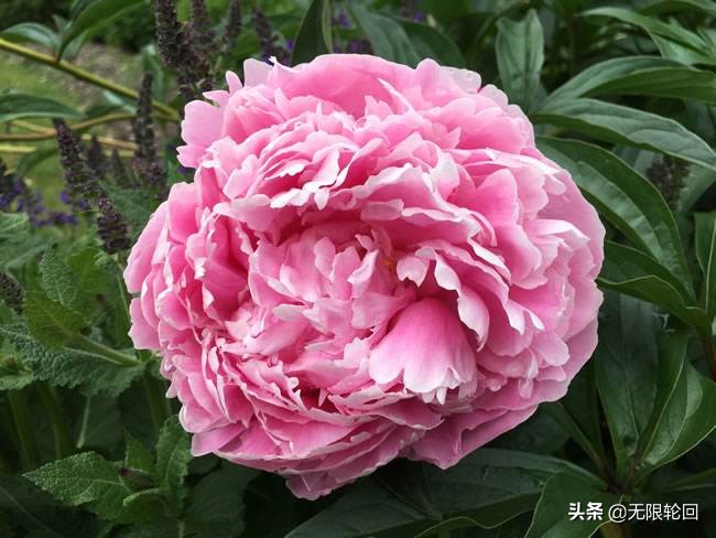 唯有牡丹真国色：10首最经典的牡丹花诗词