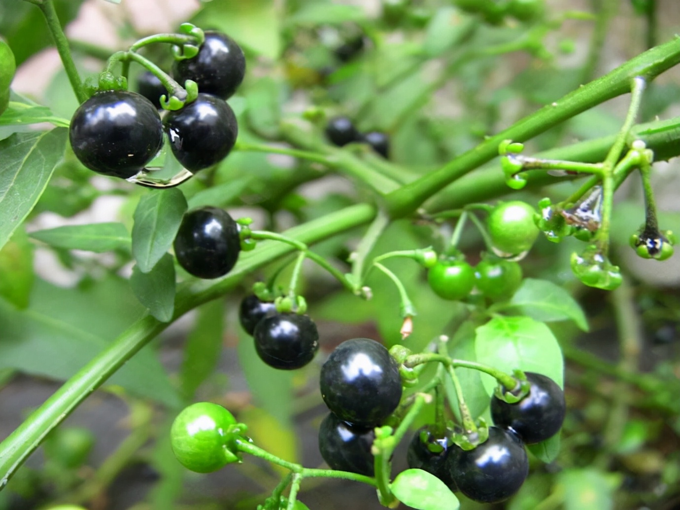 龙葵有的地方还叫:黑天天,百花菜.