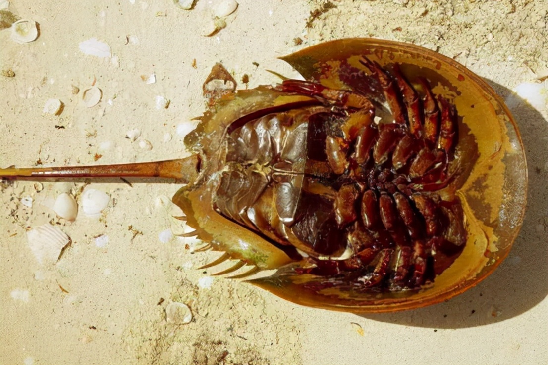 最珍贵的蓝色血液!每年60万只鲎被"强制献血",1升能卖10万