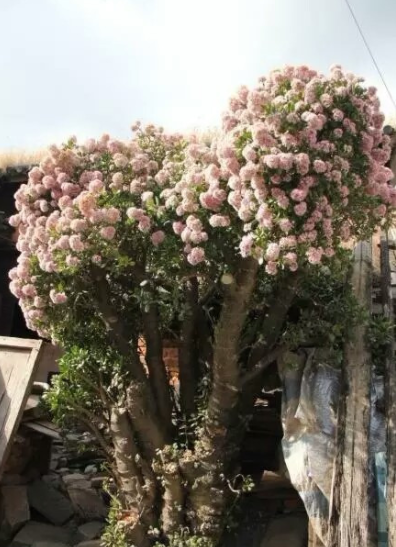 九种“吉祥树”，越老越值钱，越养越“富贵”