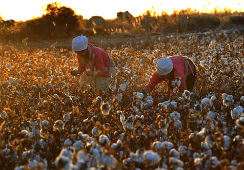 西方是如何用棉花把印度拖入深渊的
