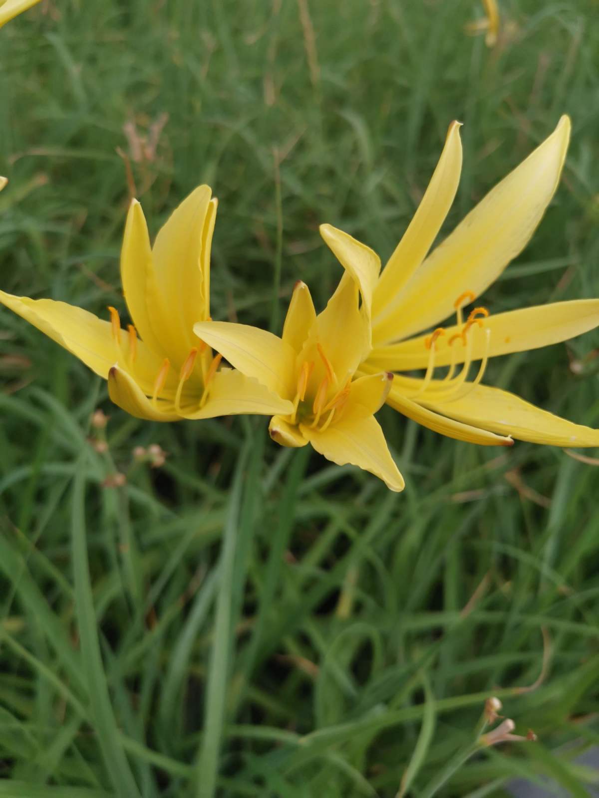 常见100种花卉图片（100种常见花图鉴非常详细）