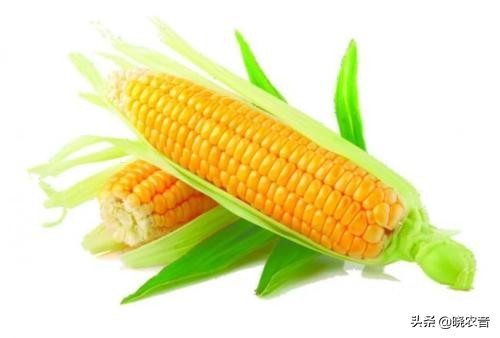 玉米的产地,玉米的产地是哪里