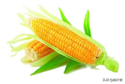 玉米的產(chǎn)地,玉米的產(chǎn)地是哪里