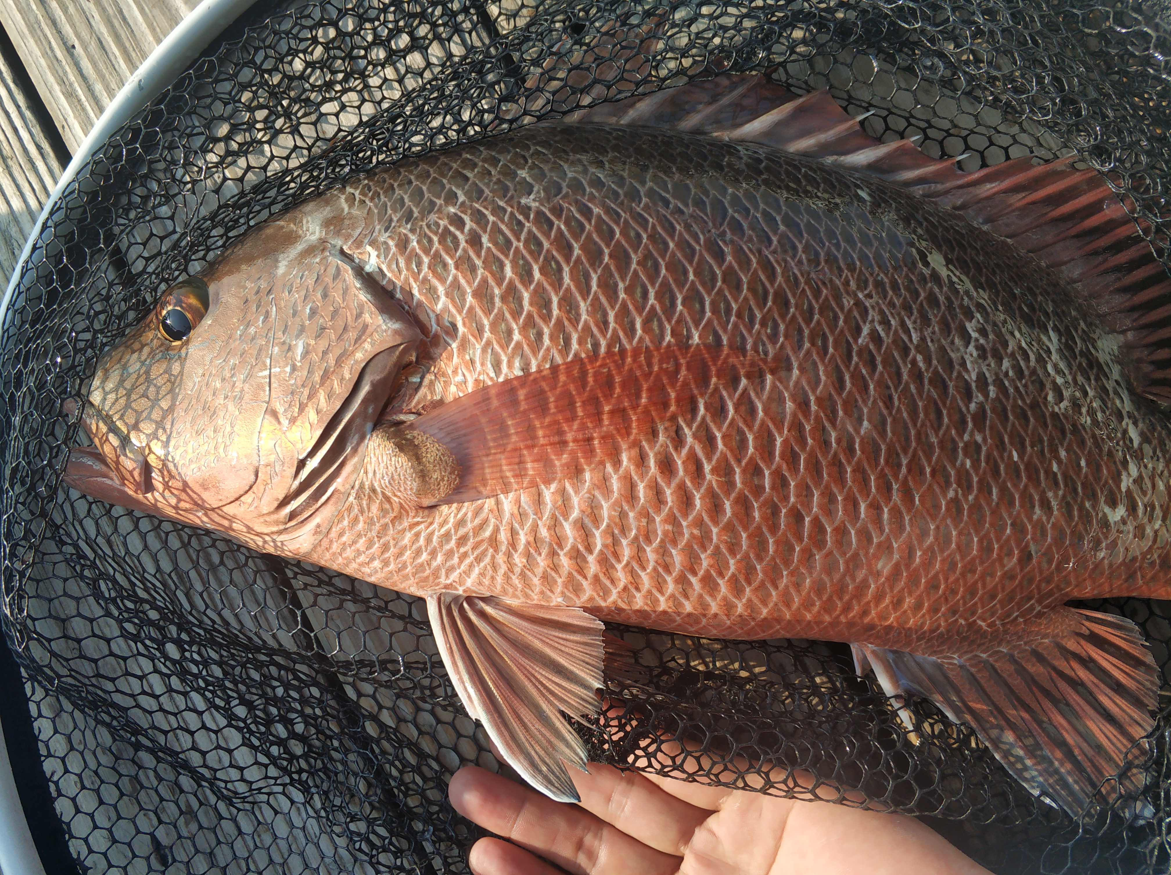 近海海钓最刺激的鱼种——红鲉，如何钓，在哪里可以钓到？