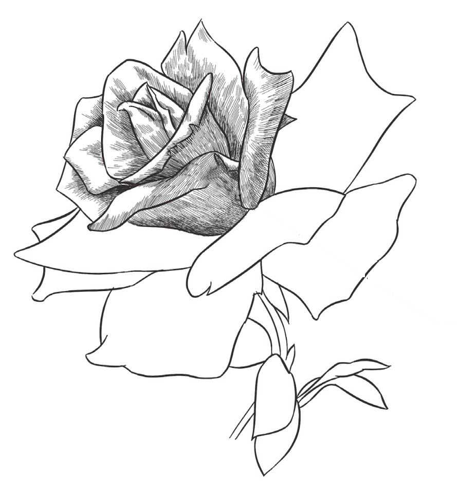 植物玫瑰花画法图片