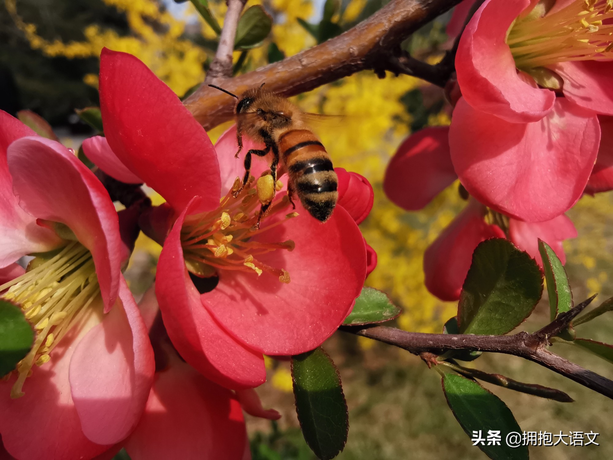 别再用蜡烛夸赞老师了，引用这五处诗句歌颂老师，才显得优美高雅