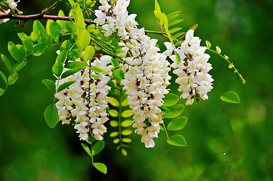 槐花四个品种:洋槐花,紫花槐,香花槐,金叶洋槐