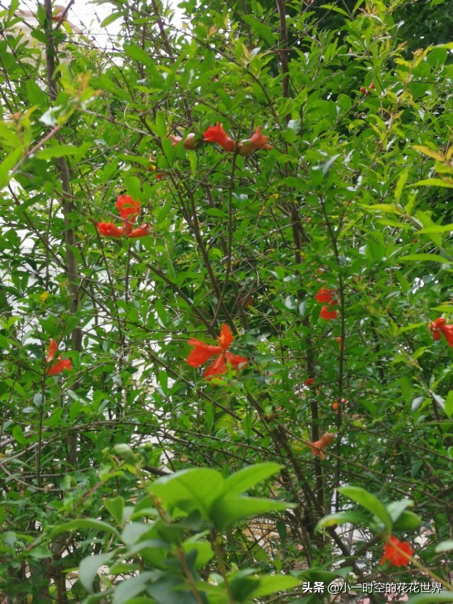 诗情花意：夏花灿烂，最美是这朵。两首古诗，尽述此花之妙！