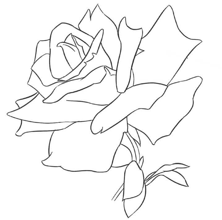 玫瑰花的简笔画法手绘图片