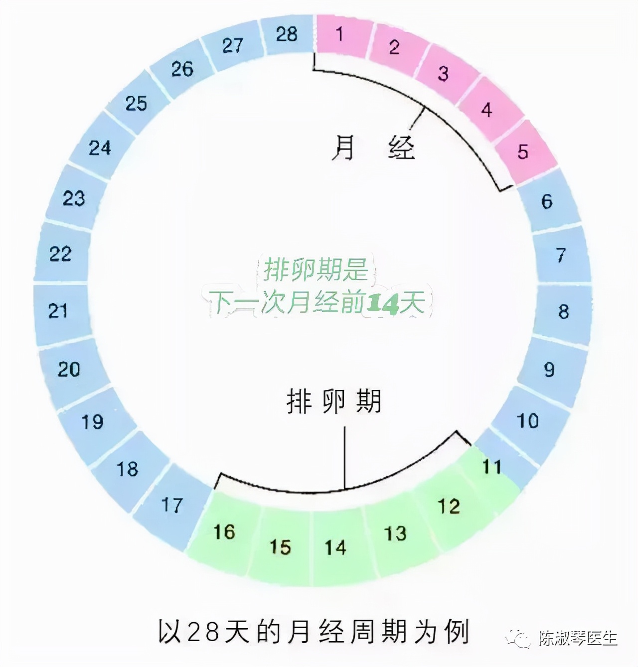 女性排卵期该如何计算(如何计算女性排卵期和安全期) -情感知识库-动