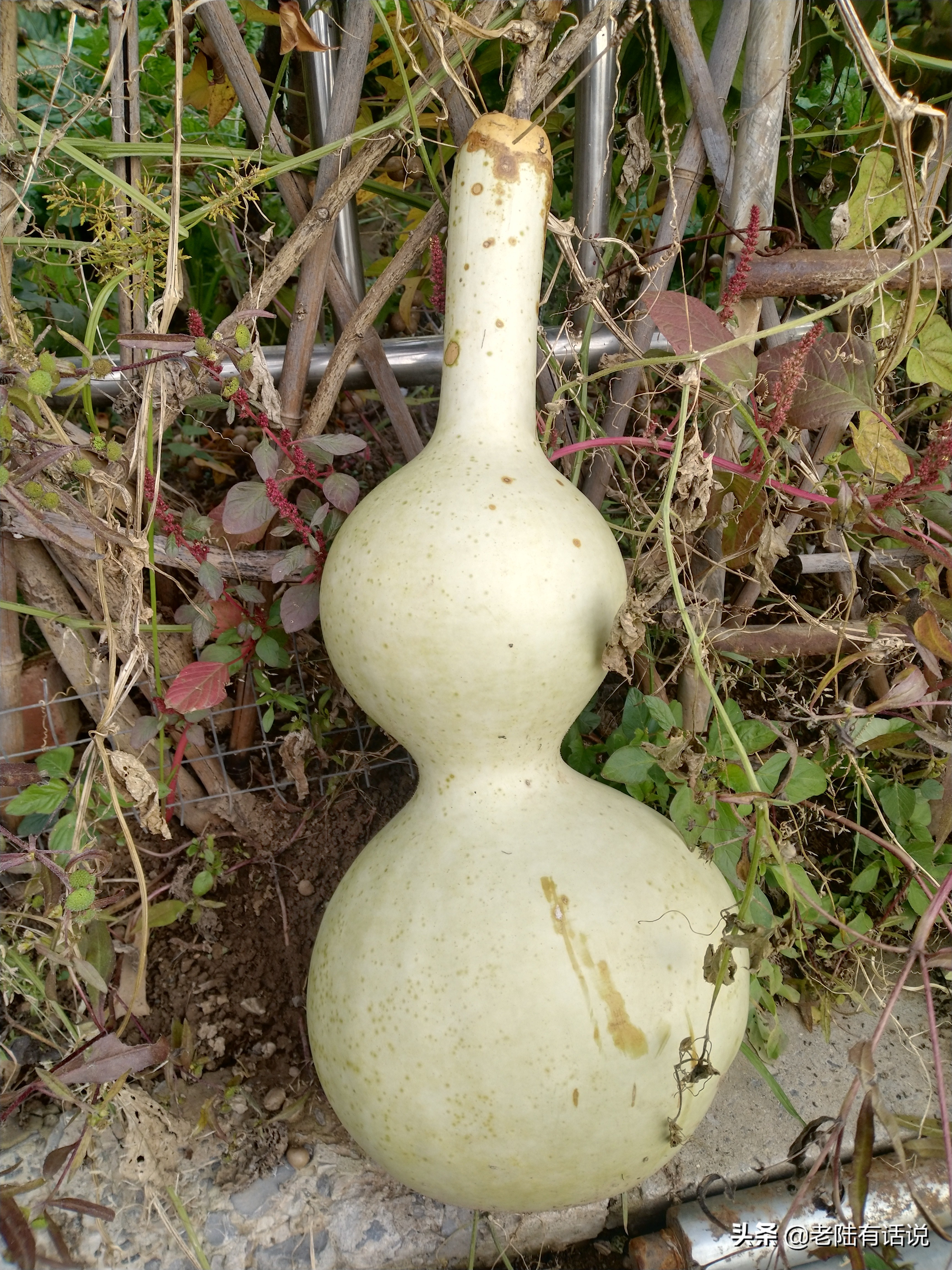 我的城市小菜园，我的田园之梦，金秋收获绿色食品