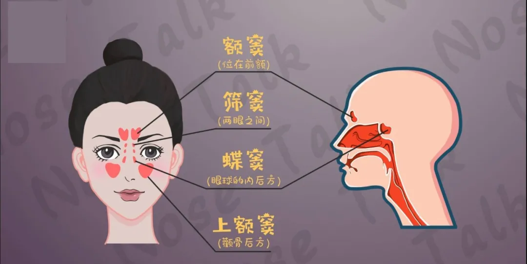 额窦共鸣图片