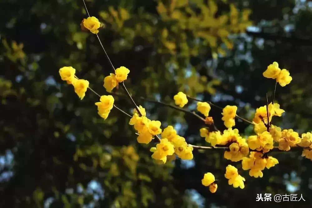 万紫千红的百花汇（百花汇中富含诗意的花）