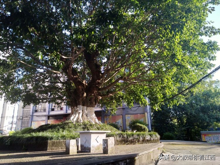 为逝去的记忆——重庆市合川师范学校掠影