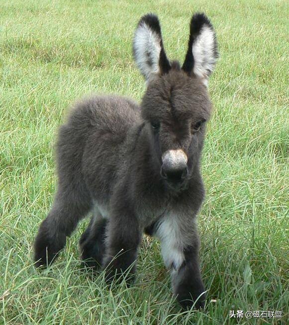 迷你驴多少钱一只(可爱程度竟然不输给猫咪?迷你驴成为