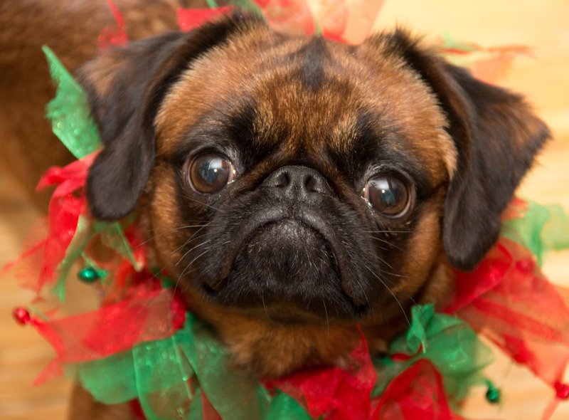 10 种最适合儿童的犬种，非常适合有小孩的家庭 - 对孩子友好且可爱