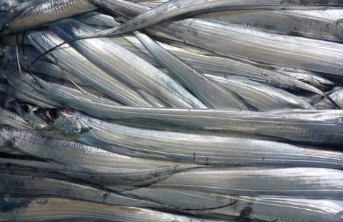 刀鳅的功效与作用(鱼鳅蒜的功效与作用图片)-我的快乐小窝