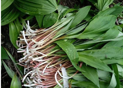 俗称"天韭",生长在人迹罕至处,清香甘甜少有人识,6月正当季