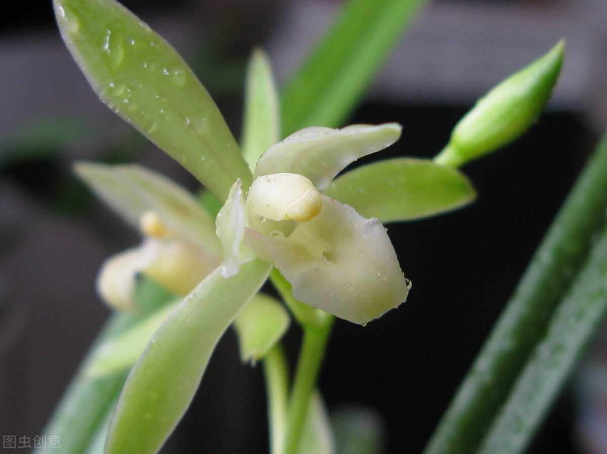 茉莉花有毒吗（20种常见的安全花无毒无害很安全）