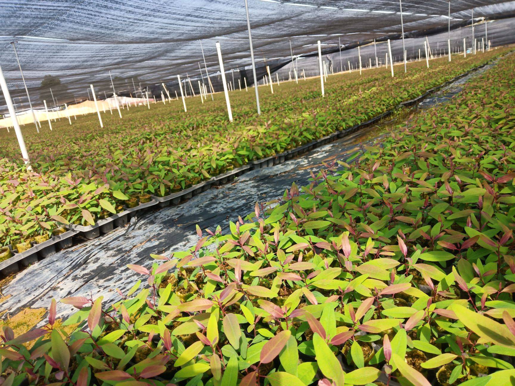 桉树苗多少钱一棵种植桉树有何危害