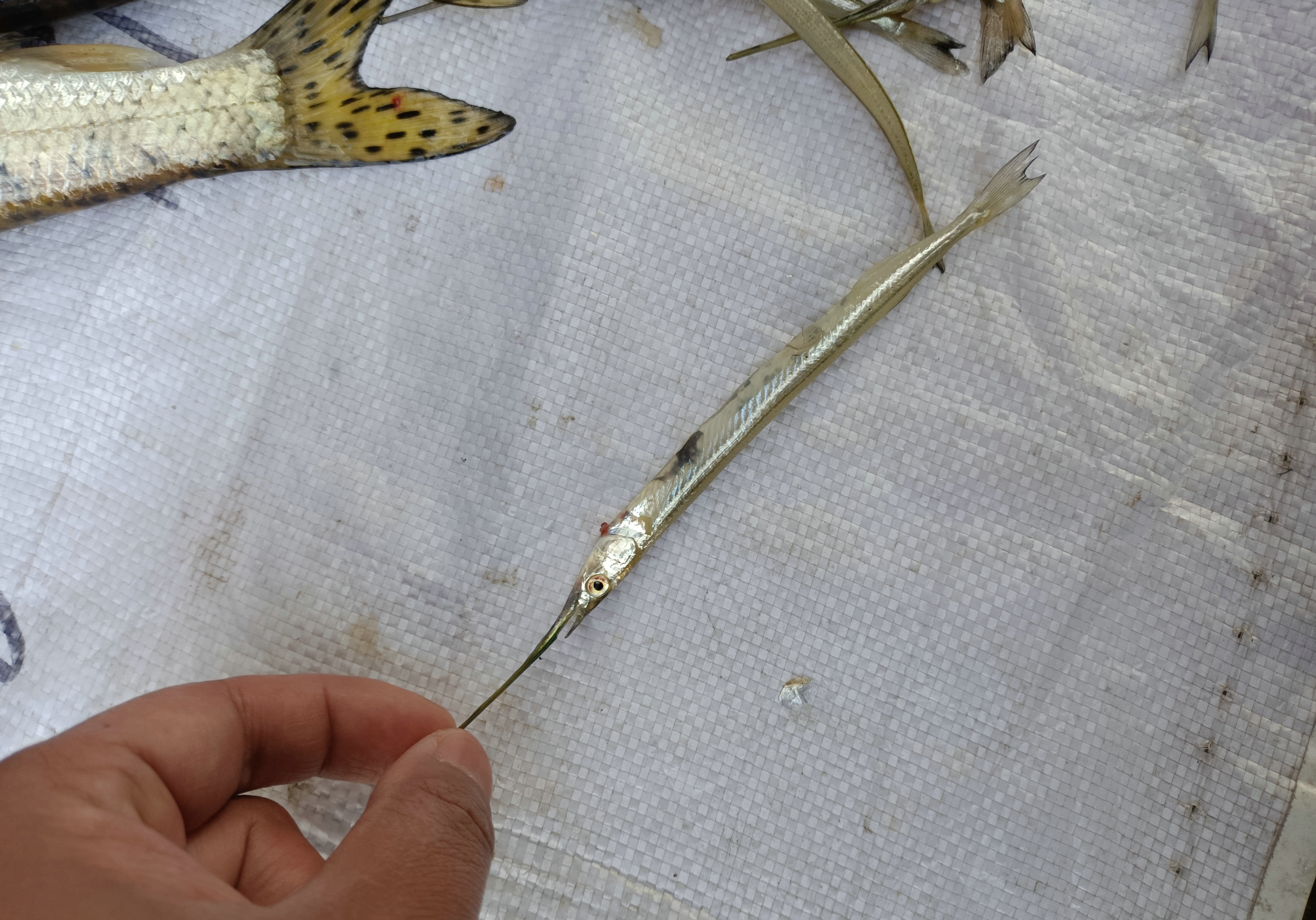 大别山里发现奇鱼,体型细长似利箭,当地钓鱼人:第一次见