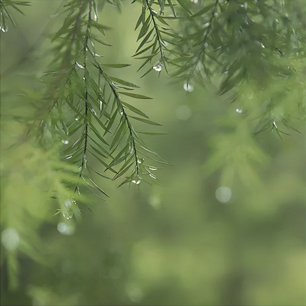 雨天做后期，还得绿一点