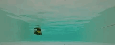 鳗鱼劈断后下半身还能运动，机器人：拿来吧你丨Science子刊封面